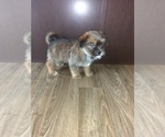 Small Photo #7 Shih Tzu Puppy For Sale in LAPEER, MI, USA