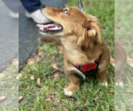 Small #1 Dachshund Mix