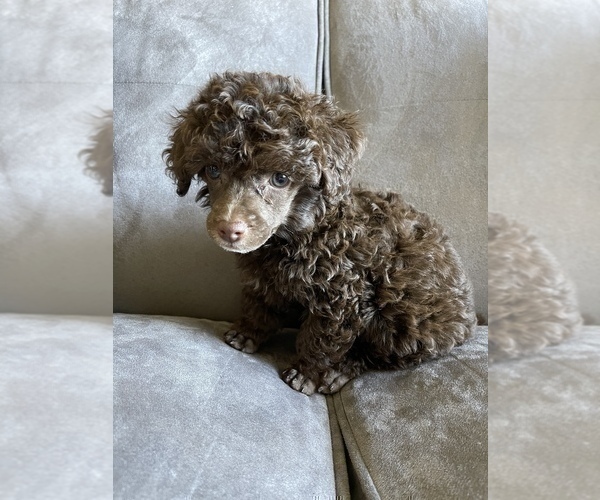 Medium Photo #15 Poodle (Toy) Puppy For Sale in HAYWARD, CA, USA