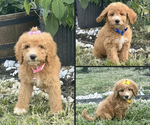 Small Photo #14 Goldendoodle Puppy For Sale in ARAB, AL, USA