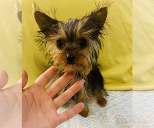 Yorkshire Terrier Puppy for sale in LOWELL, MA, USA