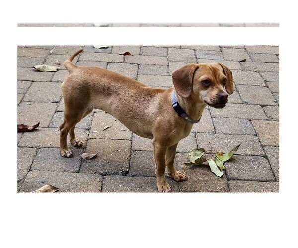 Medium Photo #8 Chiweenie Puppy For Sale in Mooresville, NC, USA