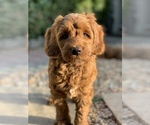 Small Photo #6 Australian Labradoodle Puppy For Sale in MILL VALLEY, CA, USA