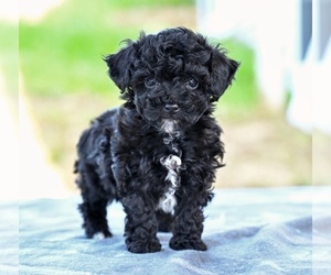 Poodle (Toy) Puppy for sale in MILLERSBURG, OH, USA