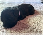 Puppy Black PURPLE Schnauzer (Miniature)