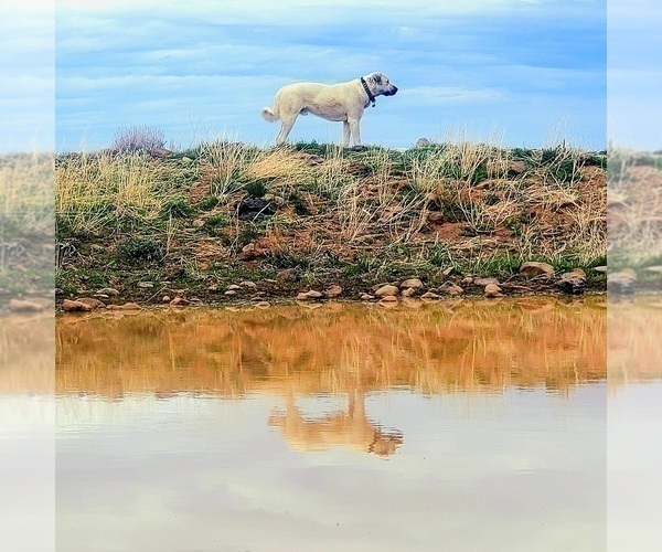 Medium Photo #1 Kangal Dog Puppy For Sale in SILVER LAKE, OR, USA