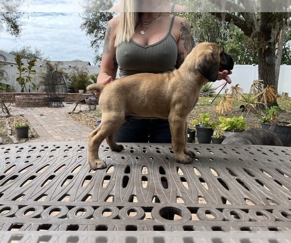 Medium Photo #40 Cane Corso Puppy For Sale in LAND O LAKES, FL, USA