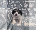 Small #1 Chihuahua Mix