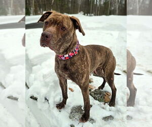 Foxy Brown - Female American Pit Bull Terrier-Plott Hound Mix Dog for Adoption - Photo #2