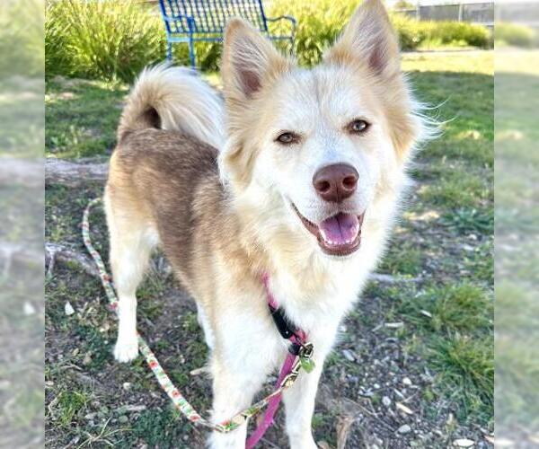 Medium Photo #2 Siberian Husky Puppy For Sale in Camarillo, CA, USA