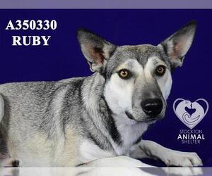 Mutt Dogs for adoption in Stockton, CA, USA