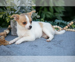 Small #2 Chihuahua