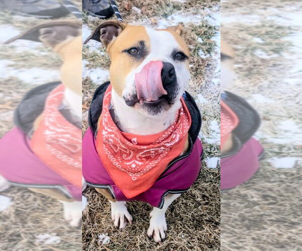 Medium Photo #6 American Staffordshire Terrier Puppy For Sale in Lawrenceville, NJ, USA