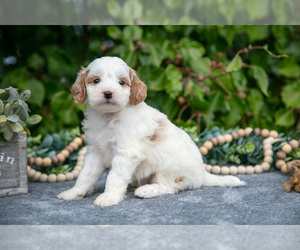Goldendoodle (Miniature) Litter for sale in WOLCOTTVILLE, IN, USA