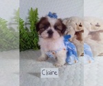 Small #3 Shih Tzu