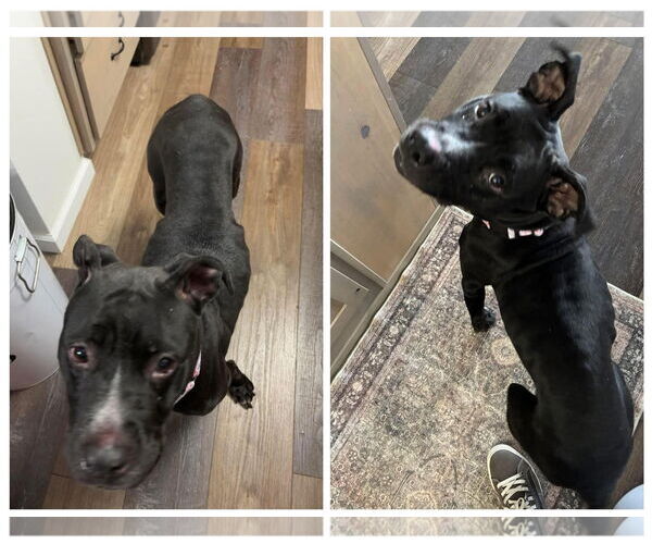 Medium Photo #3 Mutt Puppy For Sale in New London, WI, USA