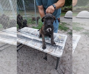 Presa Canario Puppy for sale in ZEPHYRHILLS, FL, USA