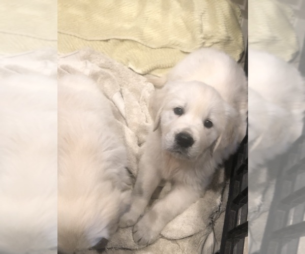 Medium Photo #8 Golden Retriever Puppy For Sale in THOUSAND OAKS, CA, USA
