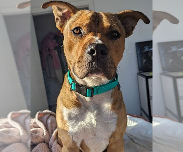 Medium Photo #2 Mutt Puppy For Sale in  Gainesville, FL, USA