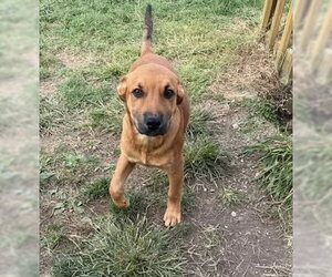 Labrador Retriever-Unknown Mix Dogs for adoption in Germantown, OH, USA