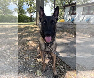 Mutt Dogs for adoption in Stevens Point, WI, USA