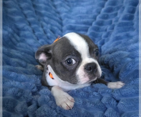 Medium Photo #6 Boston Terrier Puppy For Sale in MINERAL WELLS, WV, USA