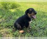 Small Photo #5 Airedale Terrier Puppy For Sale in MOUNT JULIET, TN, USA