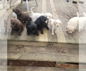 Miniature Labradoodle Puppy for sale in LAKEMONT, GA, USA