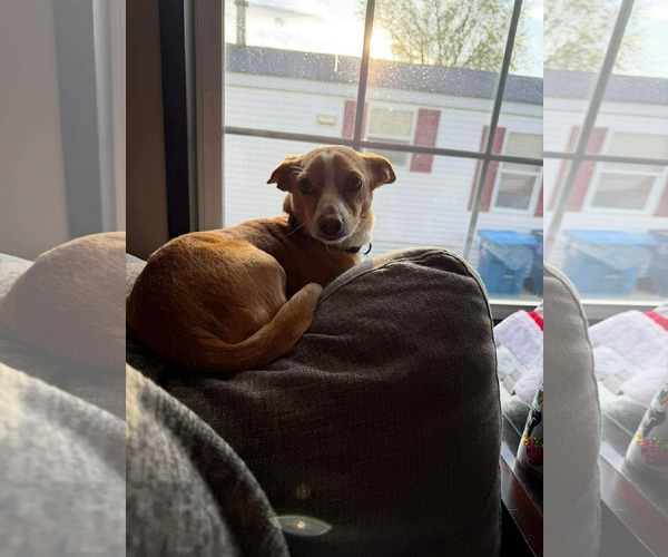 Medium Photo #1 Chihuahua-Unknown Mix Puppy For Sale in Duluth, MN, USA