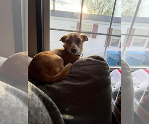 Chihuahua-Unknown Mix Dogs for adoption in Duluth, MN, USA