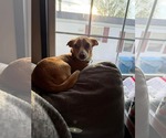 Small Chihuahua Mix