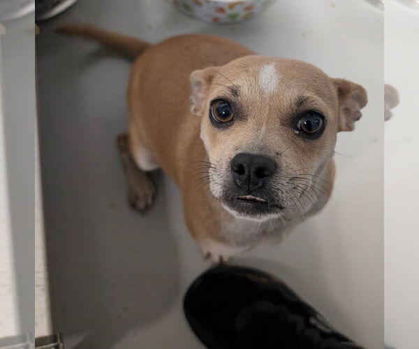 Medium Photo #1 Chihuahua-Unknown Mix Puppy For Sale in Chico, CA, USA