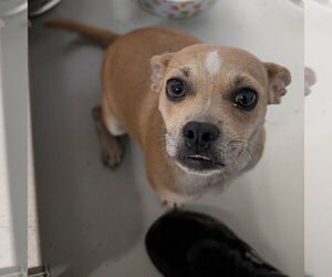 Chihuahua-Unknown Mix Dogs for adoption in Chico, CA, USA