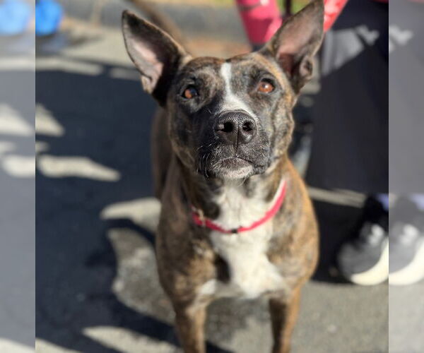 Medium Photo #7 Mutt Puppy For Sale in Canton, CT, USA