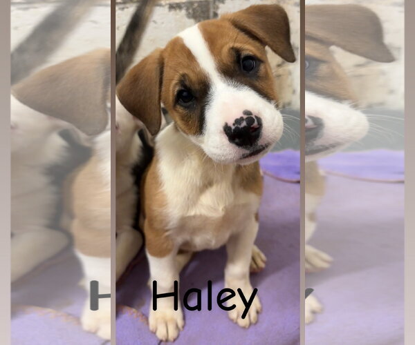 Medium Photo #1 American Pit Bull Terrier-Unknown Mix Puppy For Sale in Wetumpka, AL, USA
