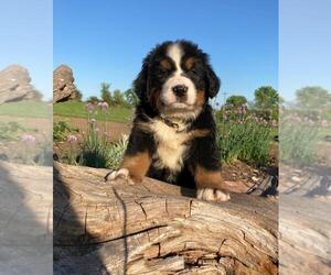 Bernese Mountain Dog Puppy for sale in KIRKSVILLE, MO, USA