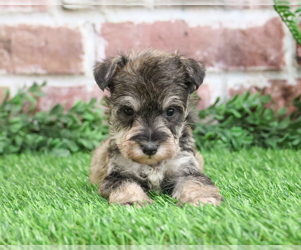 Medium Photo #3 Schnauzer (Miniature) Puppy For Sale in SYRACUSE, IN, USA