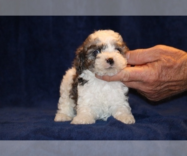 Medium Photo #18 Poodle (Toy) Puppy For Sale in DYERSBURG, TN, USA
