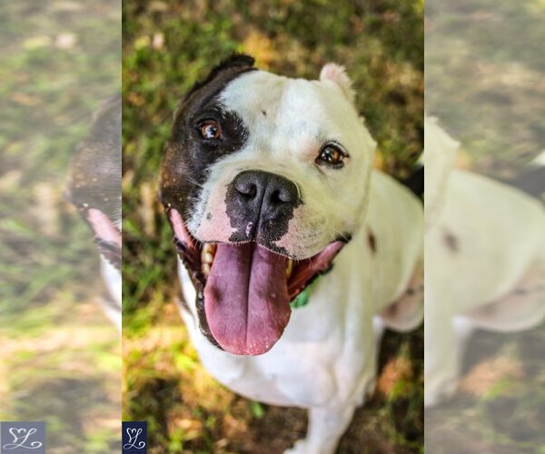 Medium Photo #3 American Pit Bull Terrier-Unknown Mix Puppy For Sale in Lockport, NY, USA
