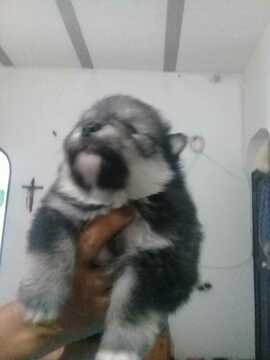 Medium Photo #1 Pomsky Puppy For Sale in BOSTON, MA, USA