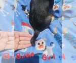 Small Photo #26 Chizer Puppy For Sale in MONTEZUMA, GA, USA