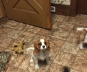 Small Photo #1 Cavalier King Charles Spaniel Puppy For Sale in PARIS, OH, USA