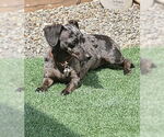 Small Dachshund