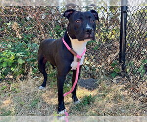 American Pit Bull Terrier-Unknown Mix Dogs for adoption in Santa Cruz, CA, USA