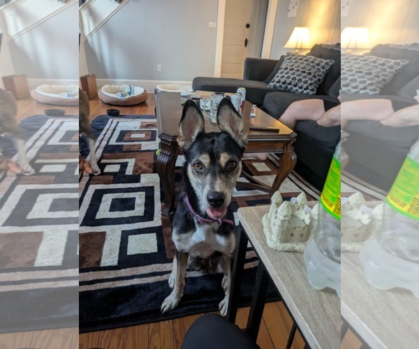Medium Photo #6 Huskies -Unknown Mix Puppy For Sale in Monterey, VA, USA