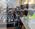 Small #5 Huskies  Mix