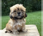 Small #3 Shih Tzu