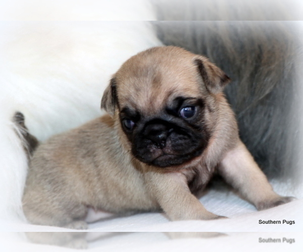 Medium Photo #13 Pug Puppy For Sale in WINNSBORO, TX, USA
