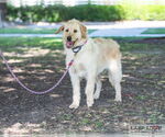Small #3 Labradoodle