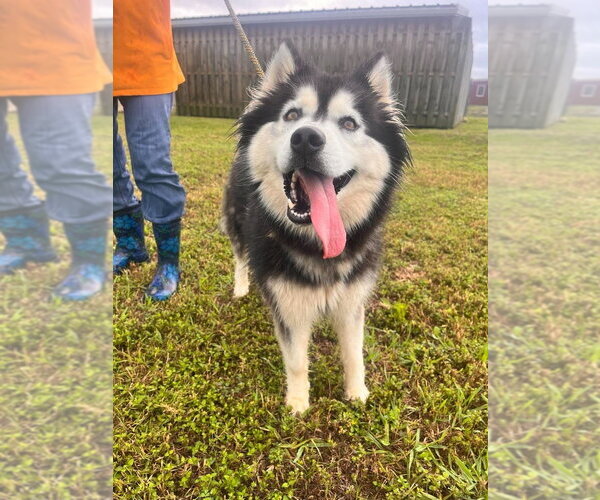 Medium Photo #5 Alaskan Malamute-Unknown Mix Puppy For Sale in Abbeville, LA, USA